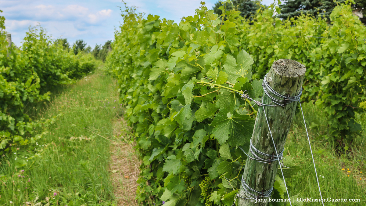 Wineries - Old Mission Peninsula Vineyard | Jane Boursaw Photo