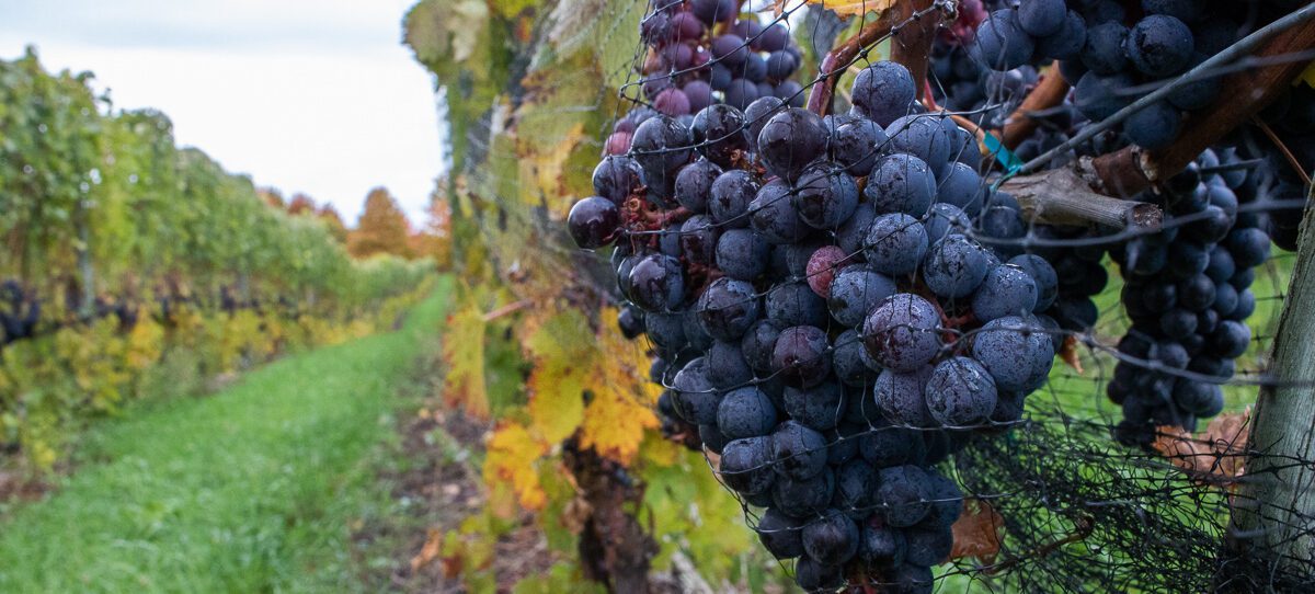 Grapes off Center Road near the Hogsback | Jane Boursaw Photo